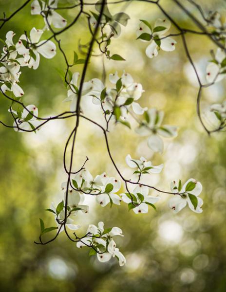 Storytelling through Garden Photography at the Beatrix Farrand Garden